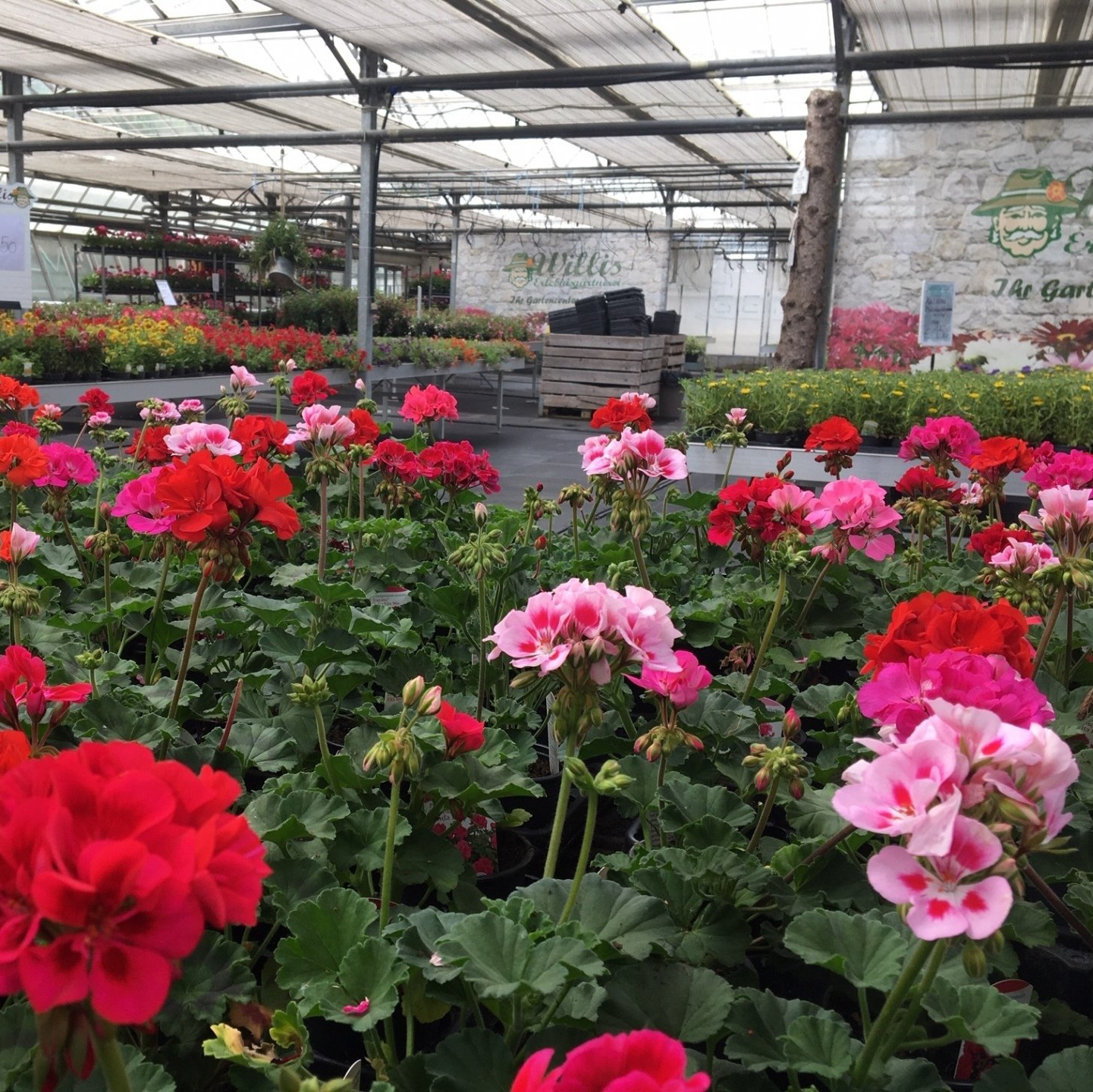 Pelargonien Balkonblumen