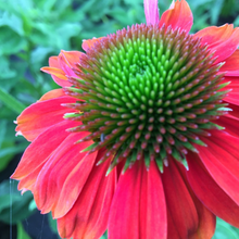 pinke Blume