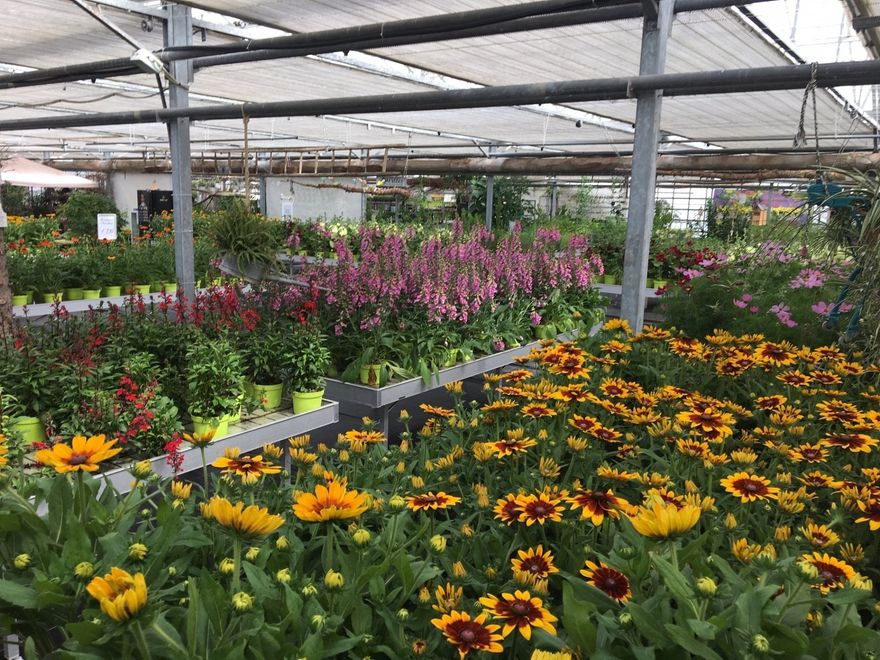 Balkonblumen Eigenproduktion