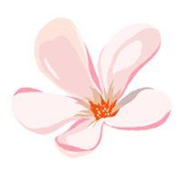 rosa Blume