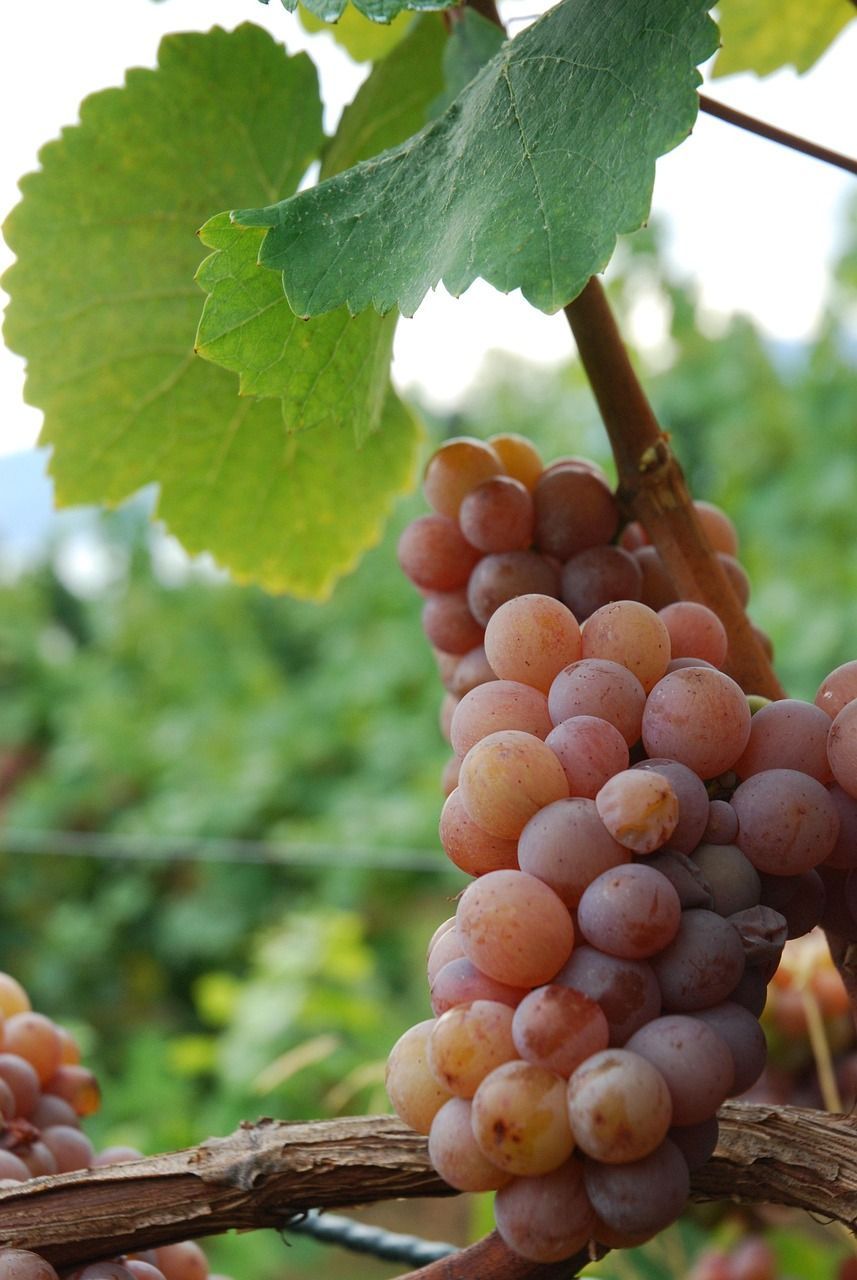 Gewürztraminer