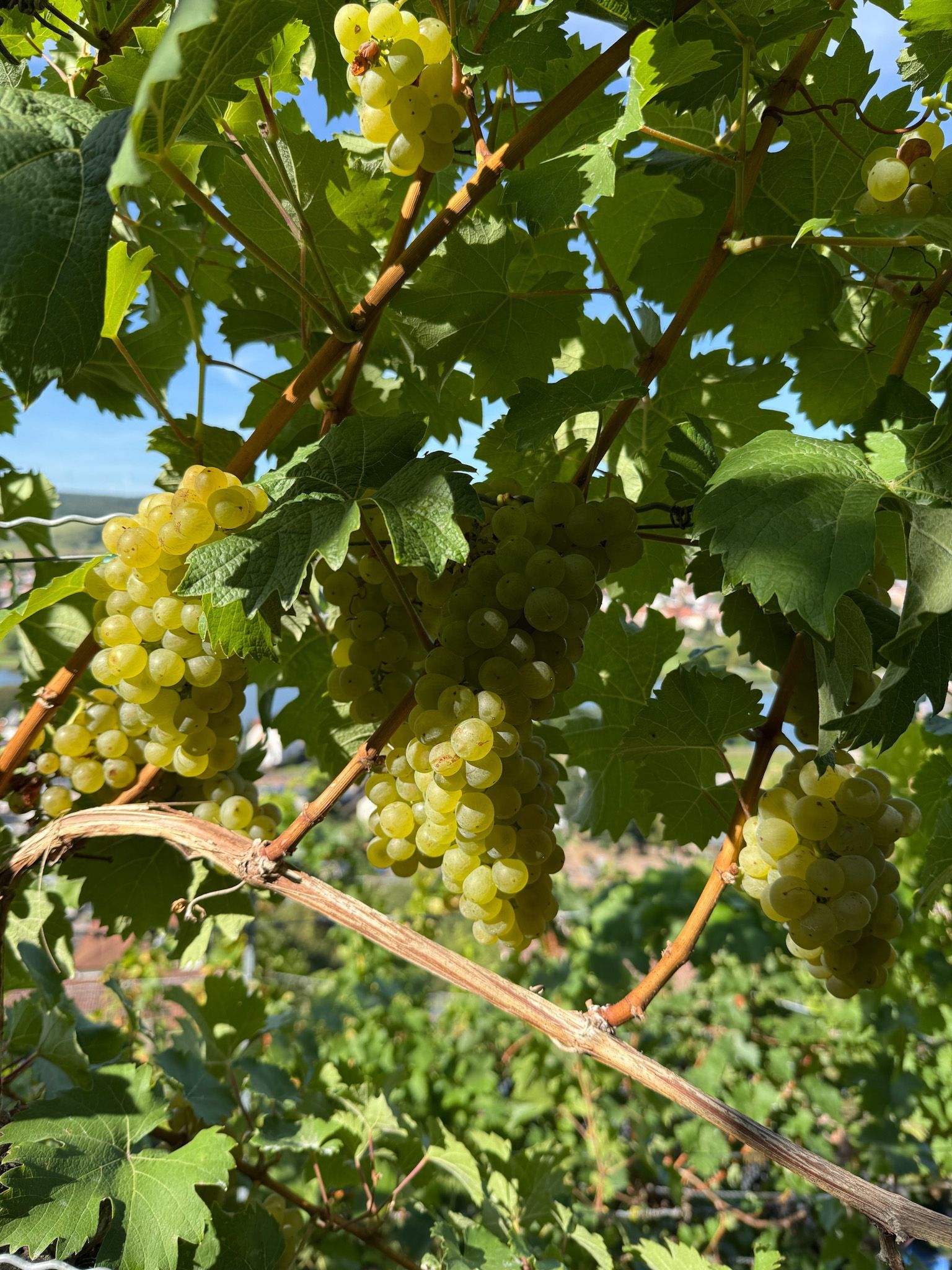Müller-Thurgau