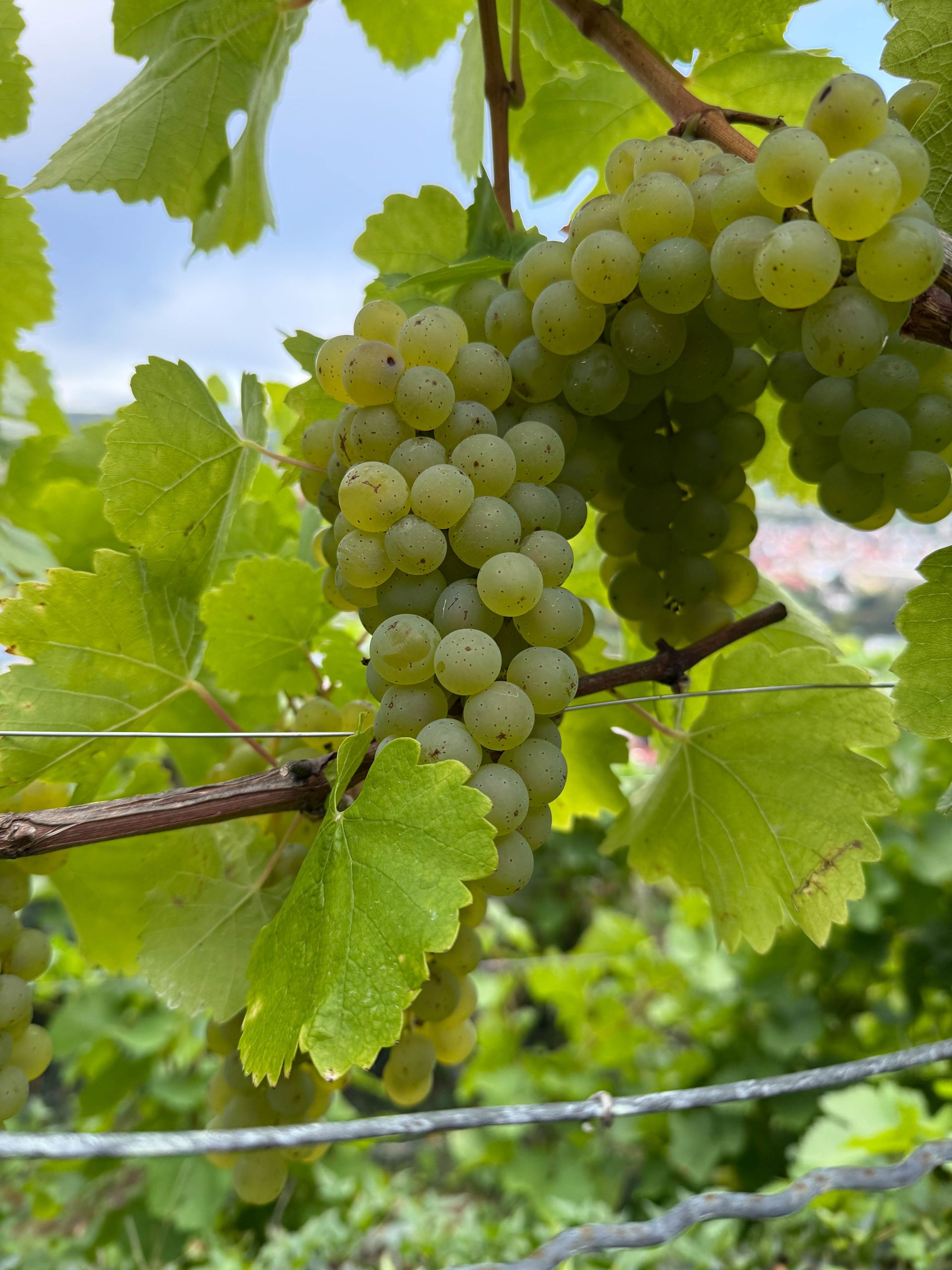 Silvaner