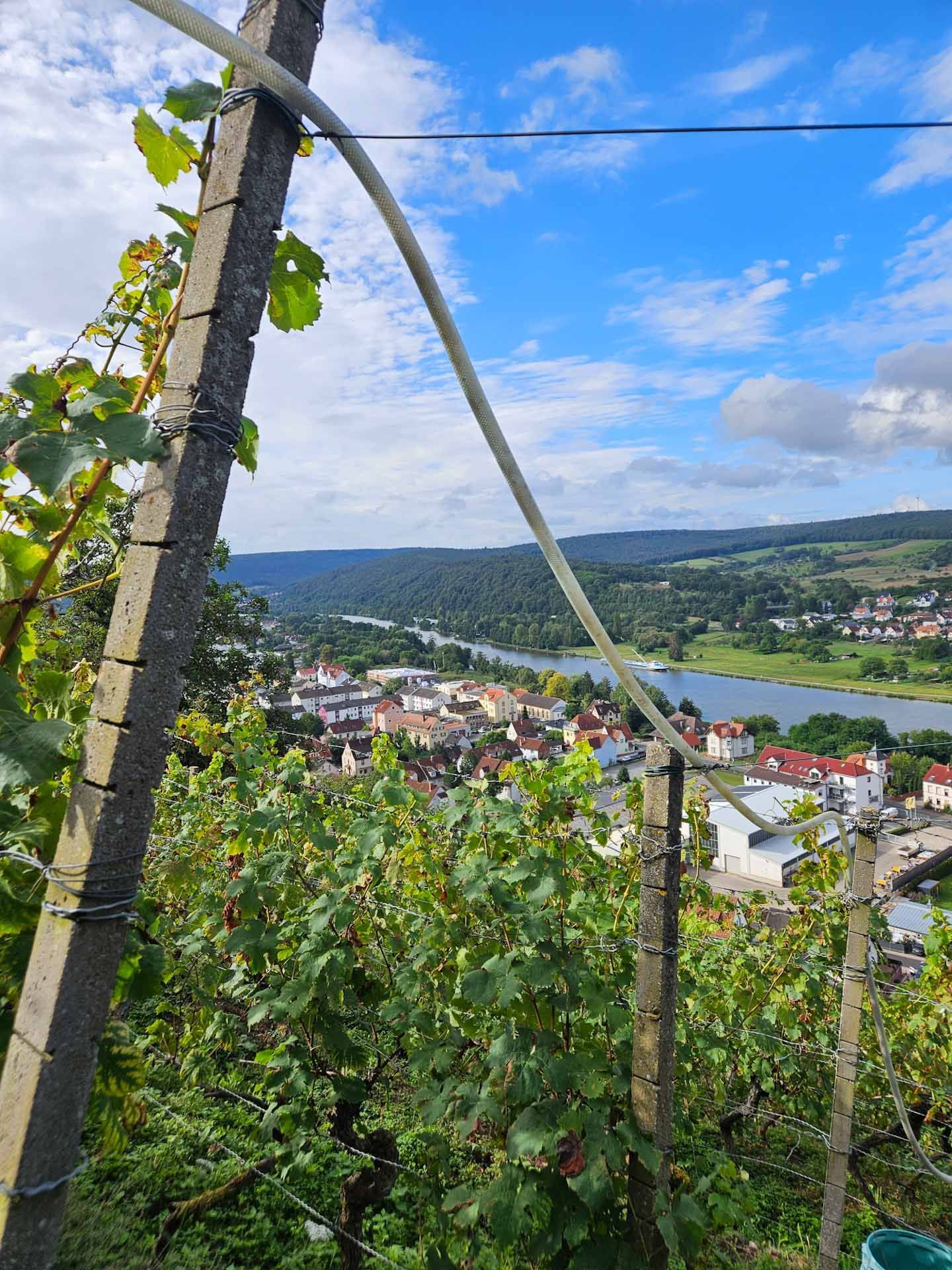 Blick auf den Main