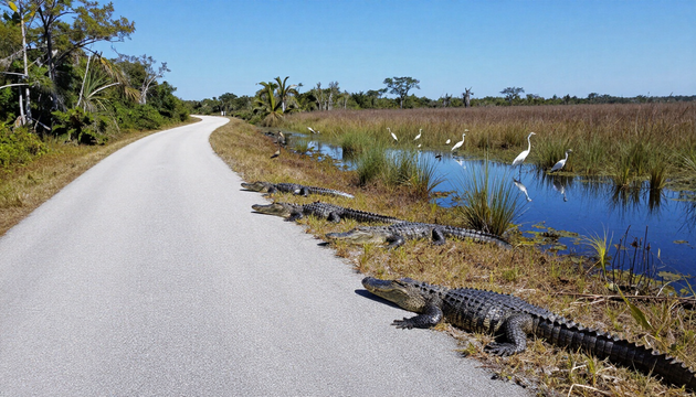 Shark Valley Tram Road in the Everglades