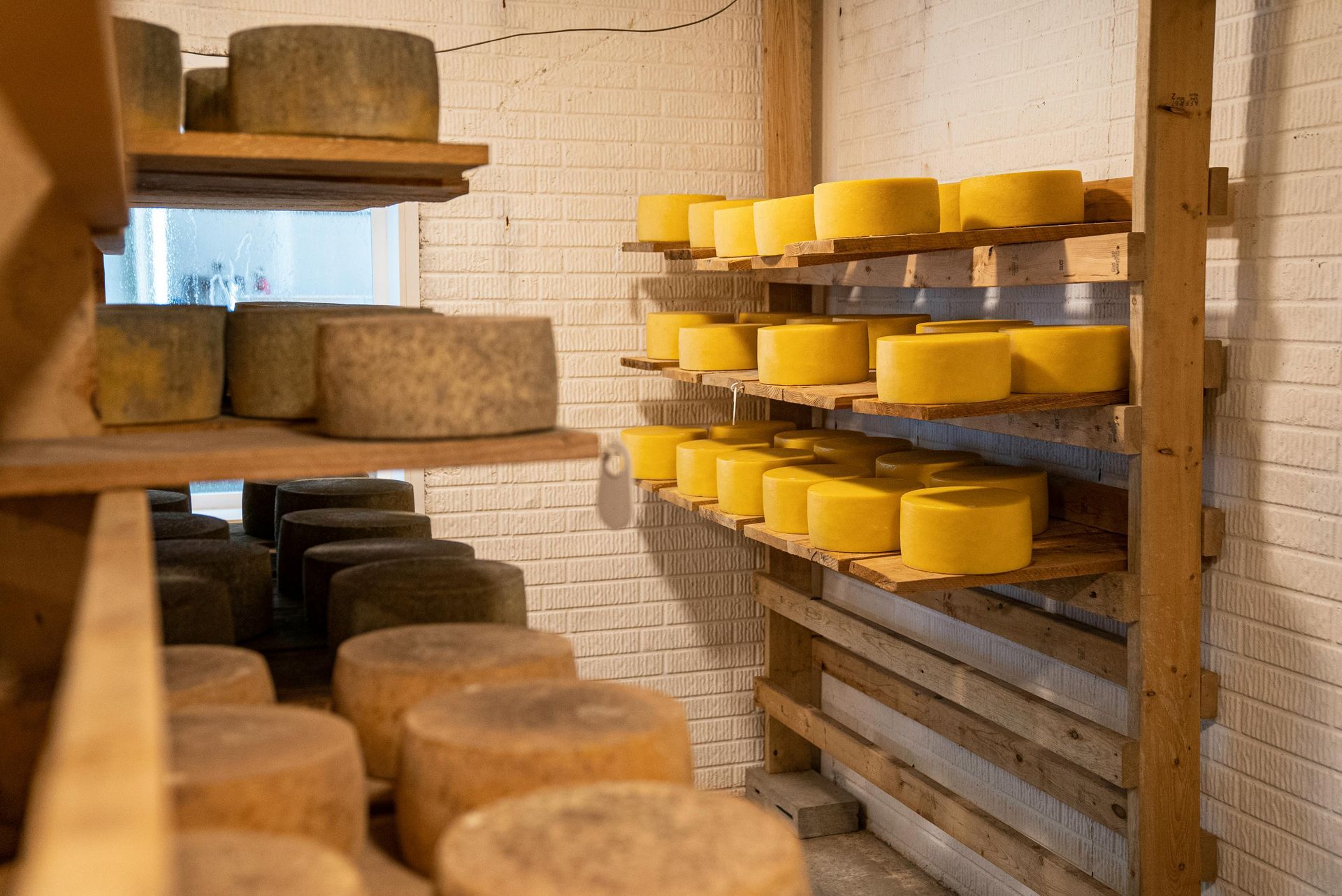 Cheese wheels aging on wooden shelves in a cool room, with white brick walls.