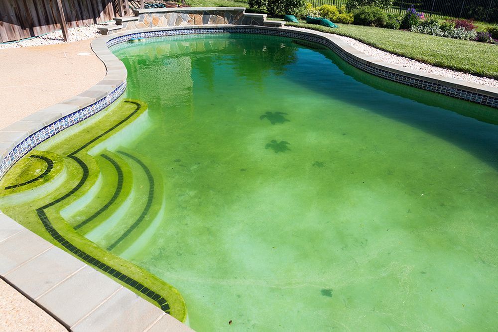 Green pool water requiring algae treatment in Baton Rouge, Louisiana.