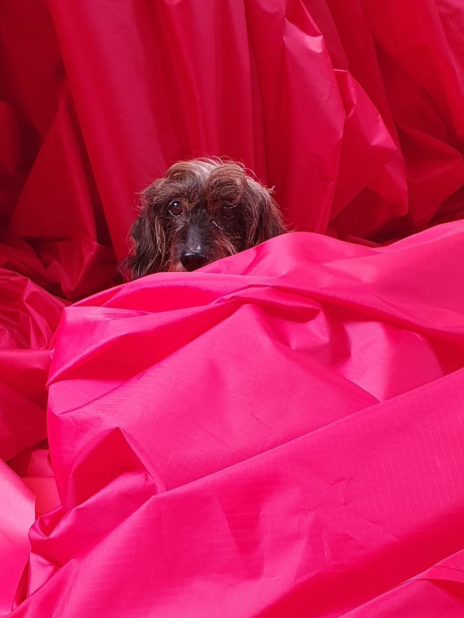 Hond teckelmet bruine vacht komt uit roze stof.