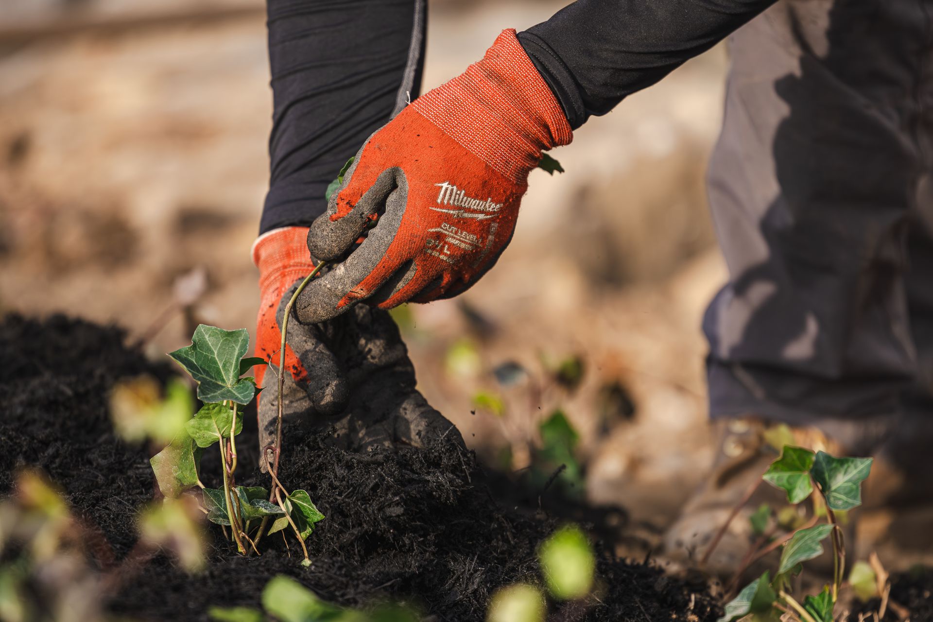 A person wearing orange gloves is planting a plant in the dirt.