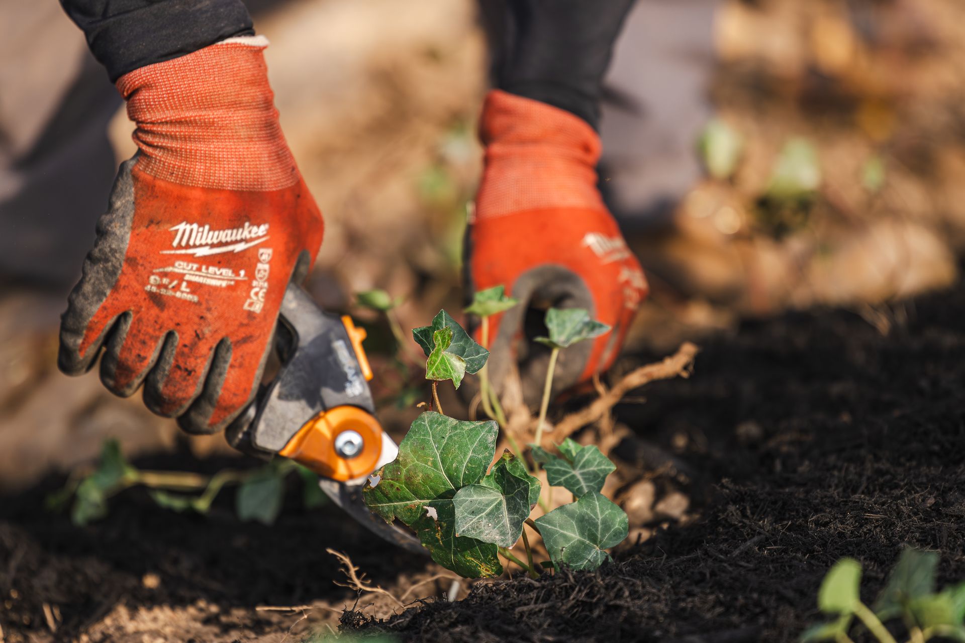 A person wearing orange gloves is cutting a plant with a pair of scissors.