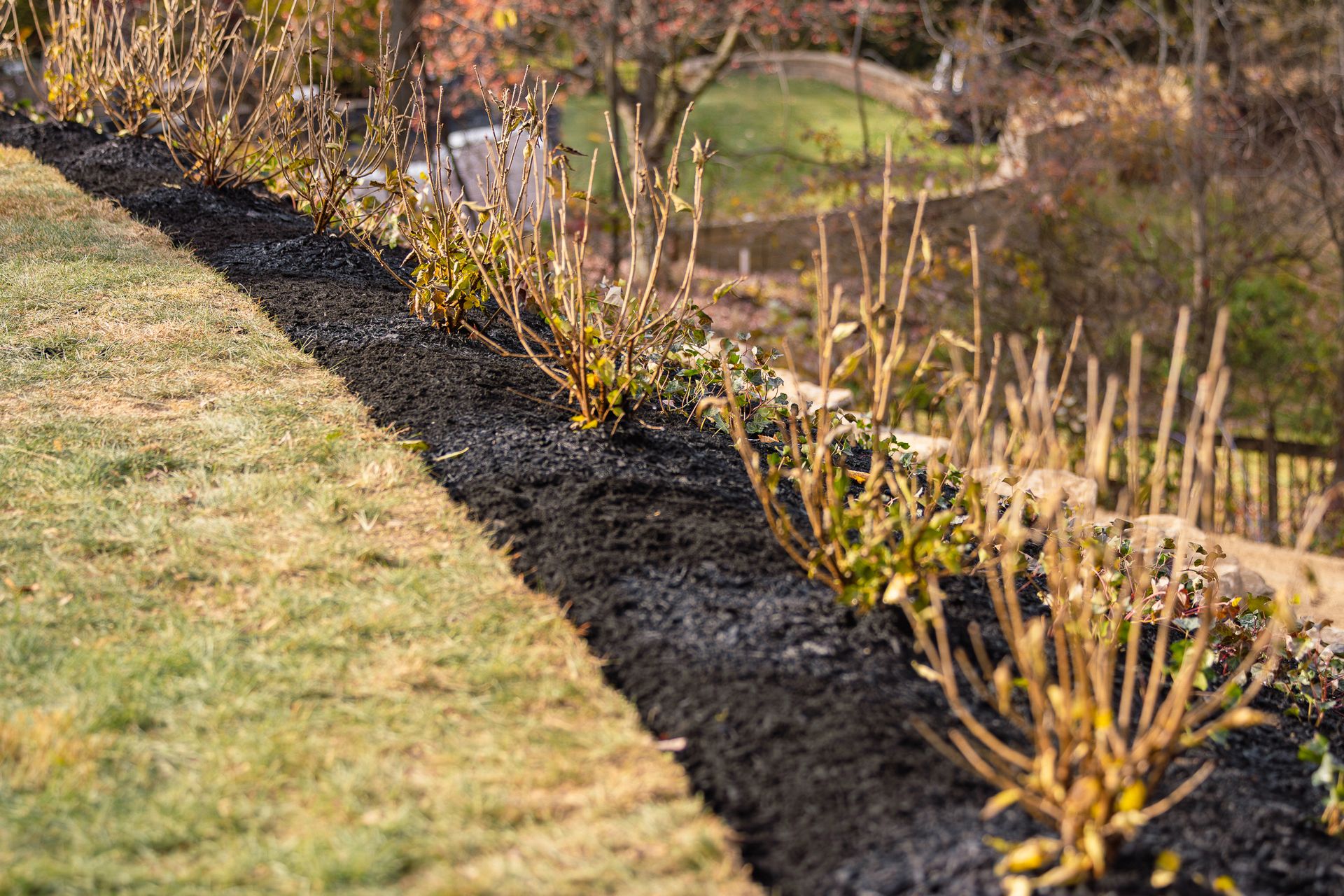 A row of bushes growing next to a lush green lawn.