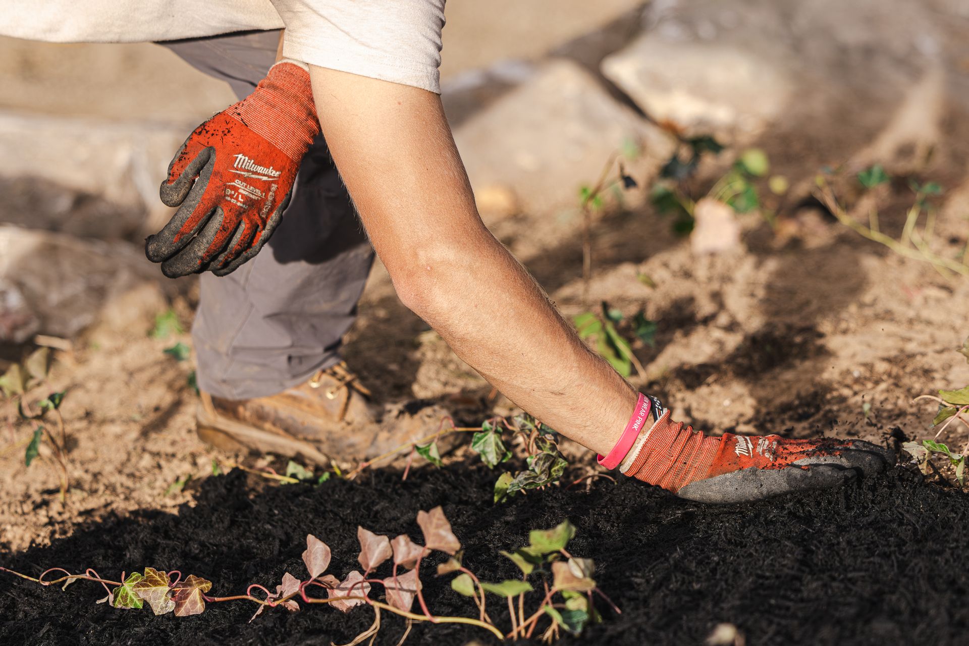 A person wearing gloves is planting a plant in the dirt.