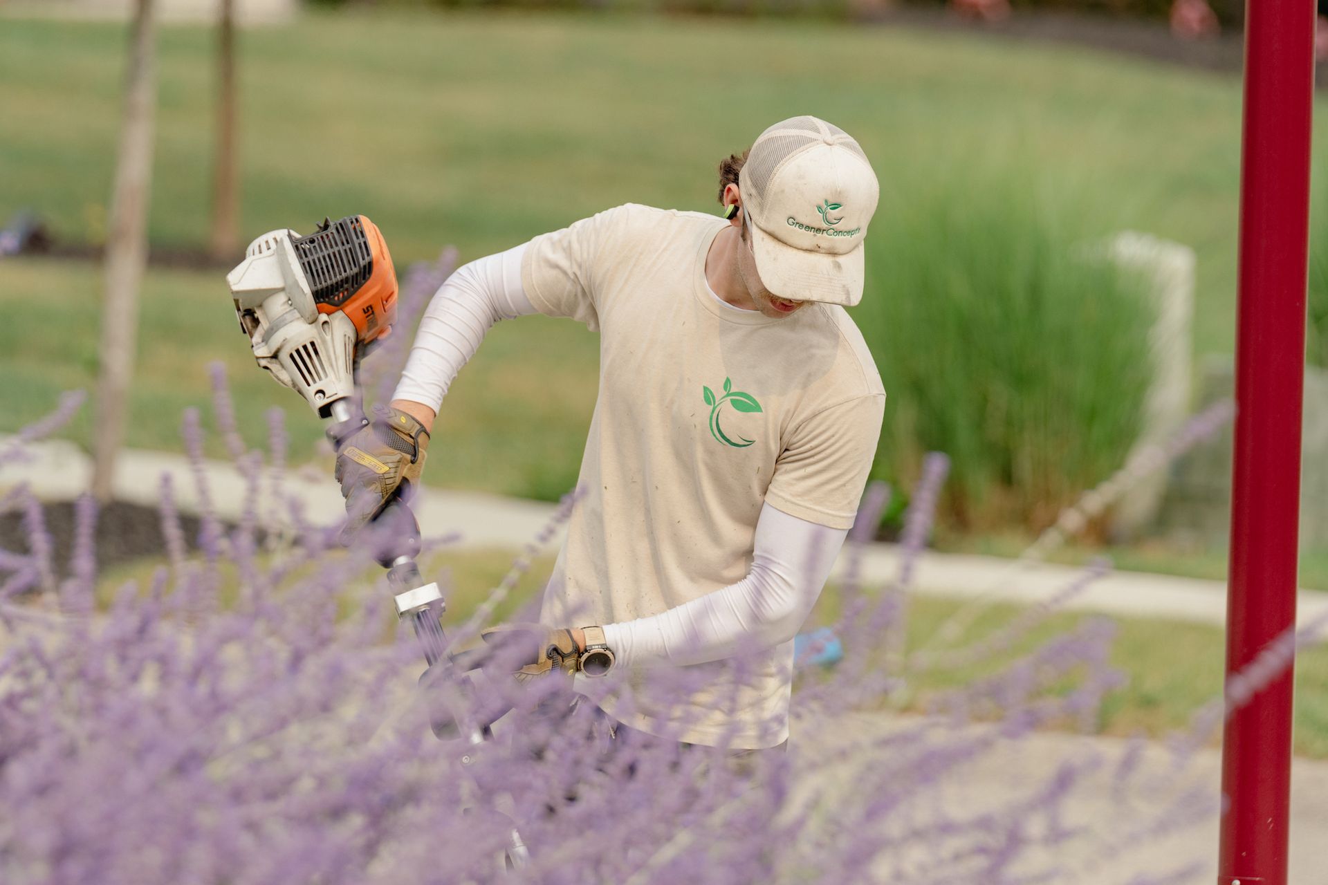 A man is cutting purple flowers with a lawn mower in a park.