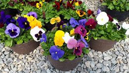 Spring Planters