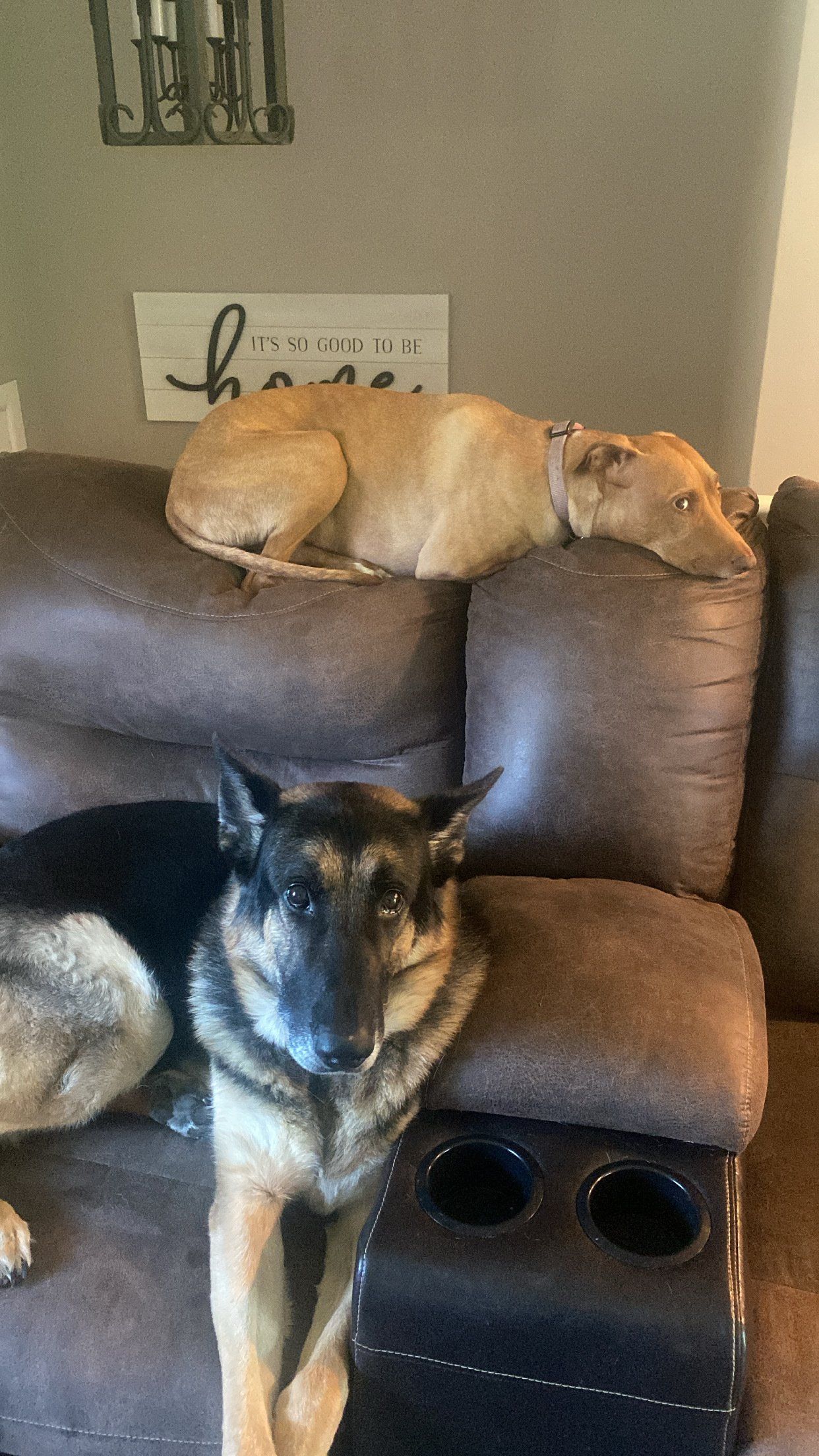 Two dogs are laying on a couch in a living room.