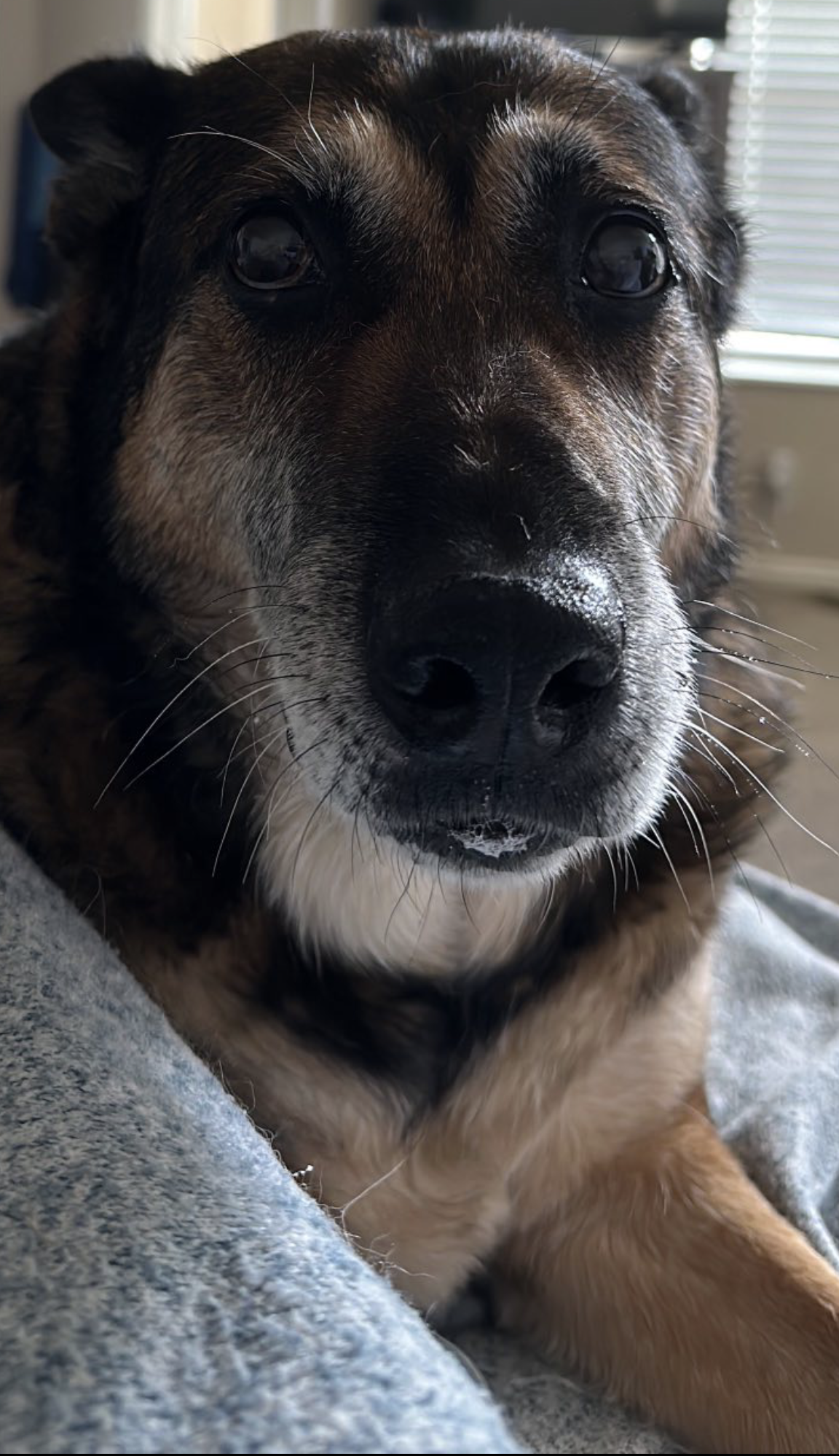 A close up of a dog laying on a couch looking at the camera.