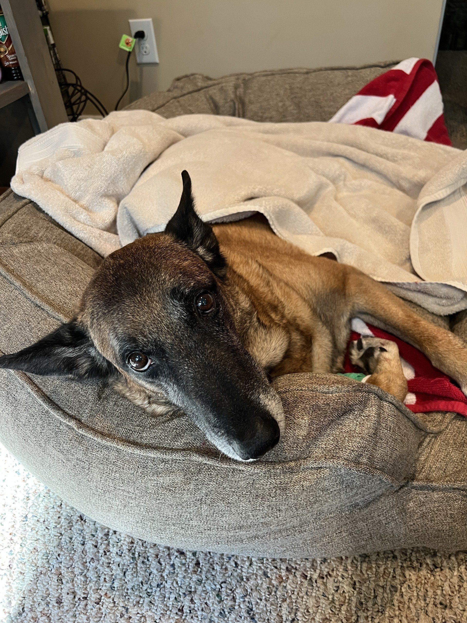 A dog is laying on a couch under a blanket.