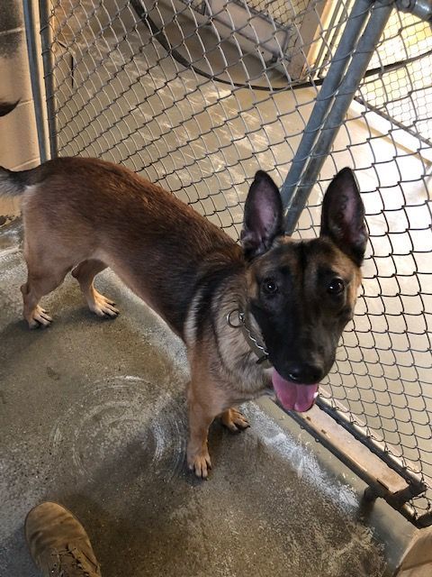 A german shepherd dog standing in a cage with its tongue out
