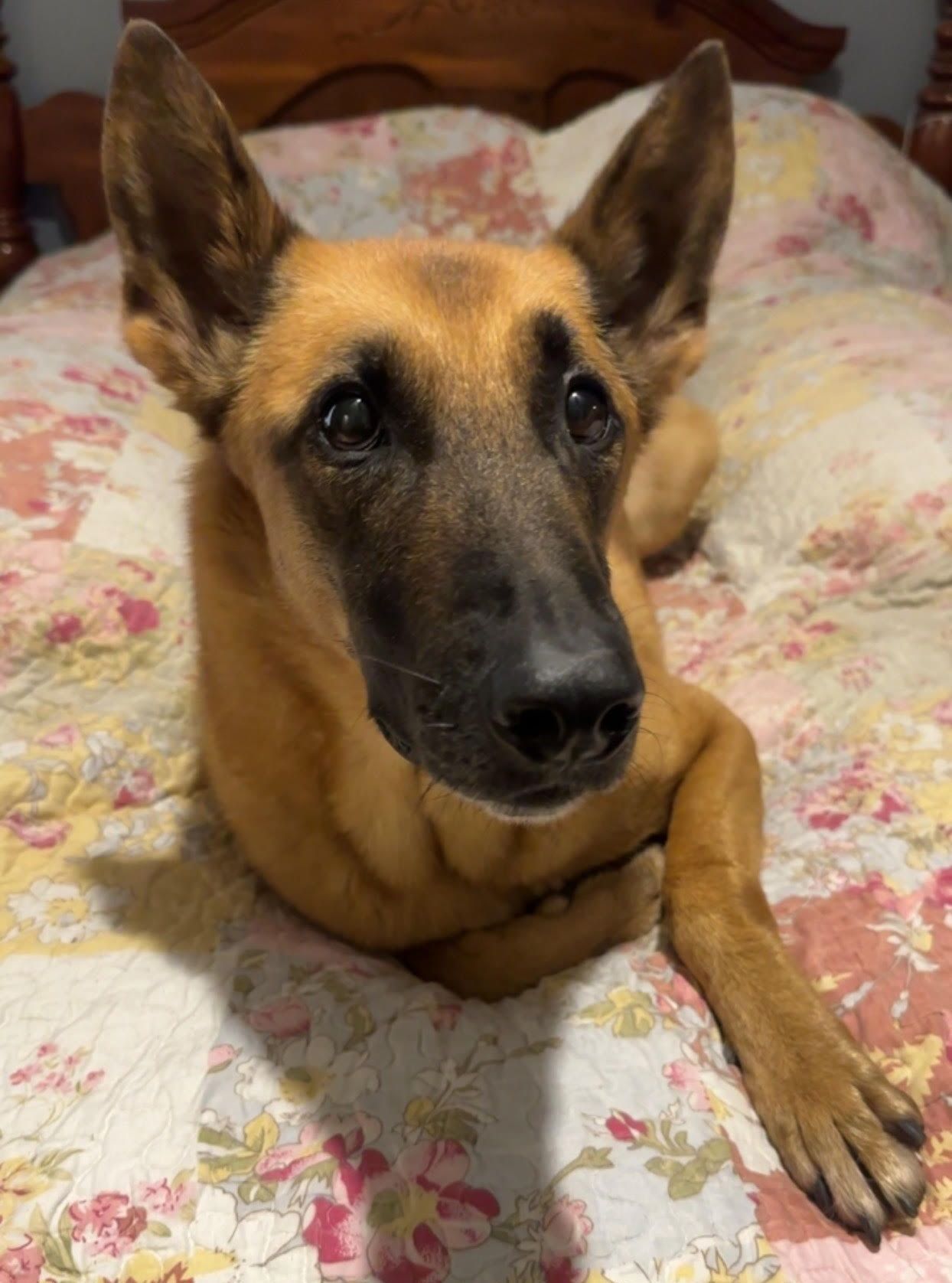A brown dog is laying on a bed with a floral blanket.