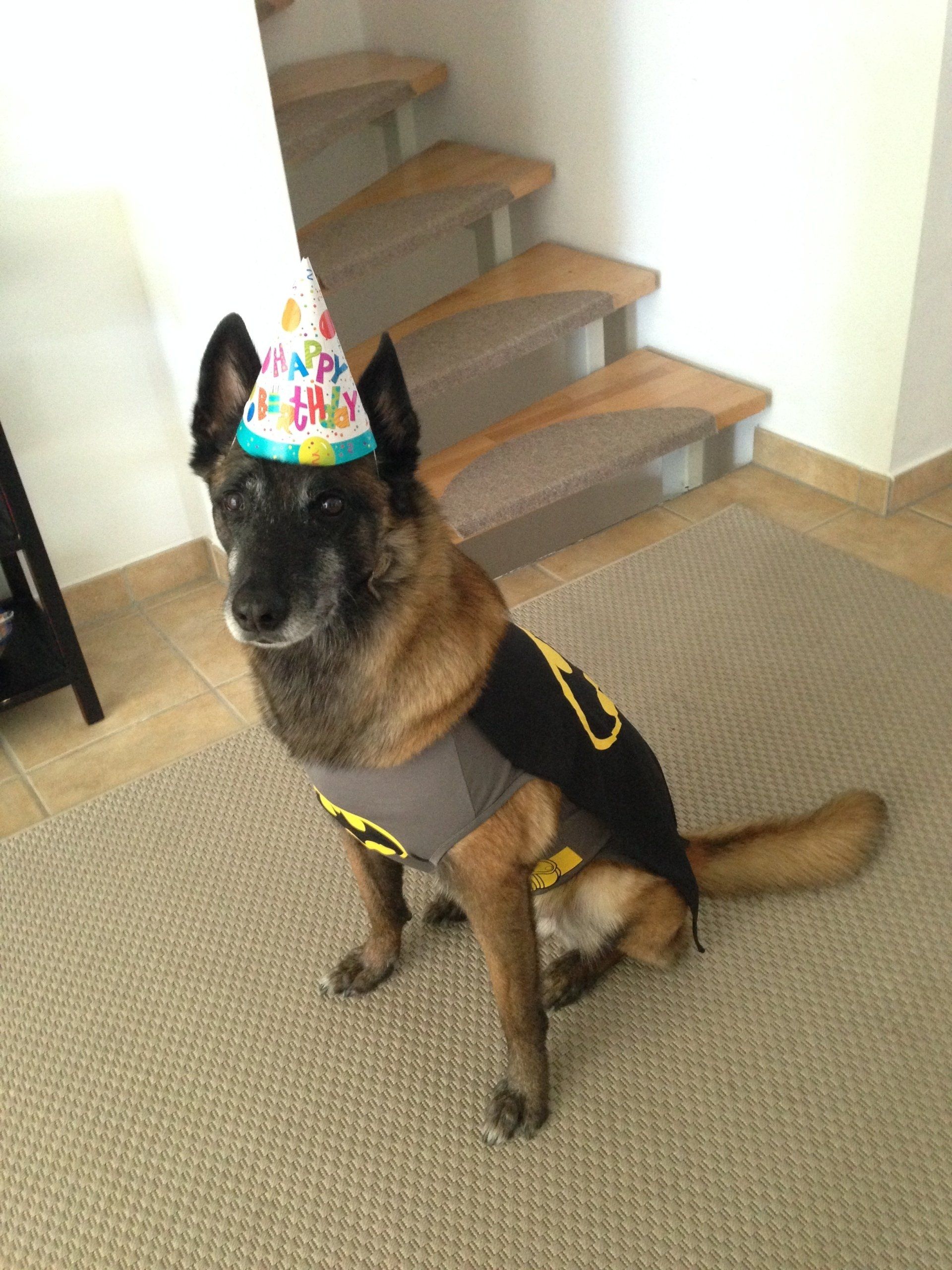 A dog wearing a birthday hat and a batman costume