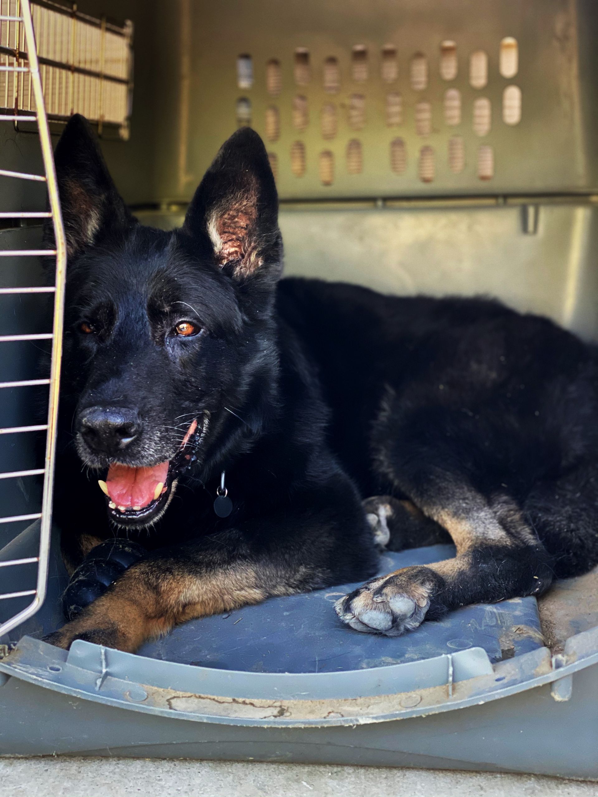 A black dog is laying in a cage with its tongue out