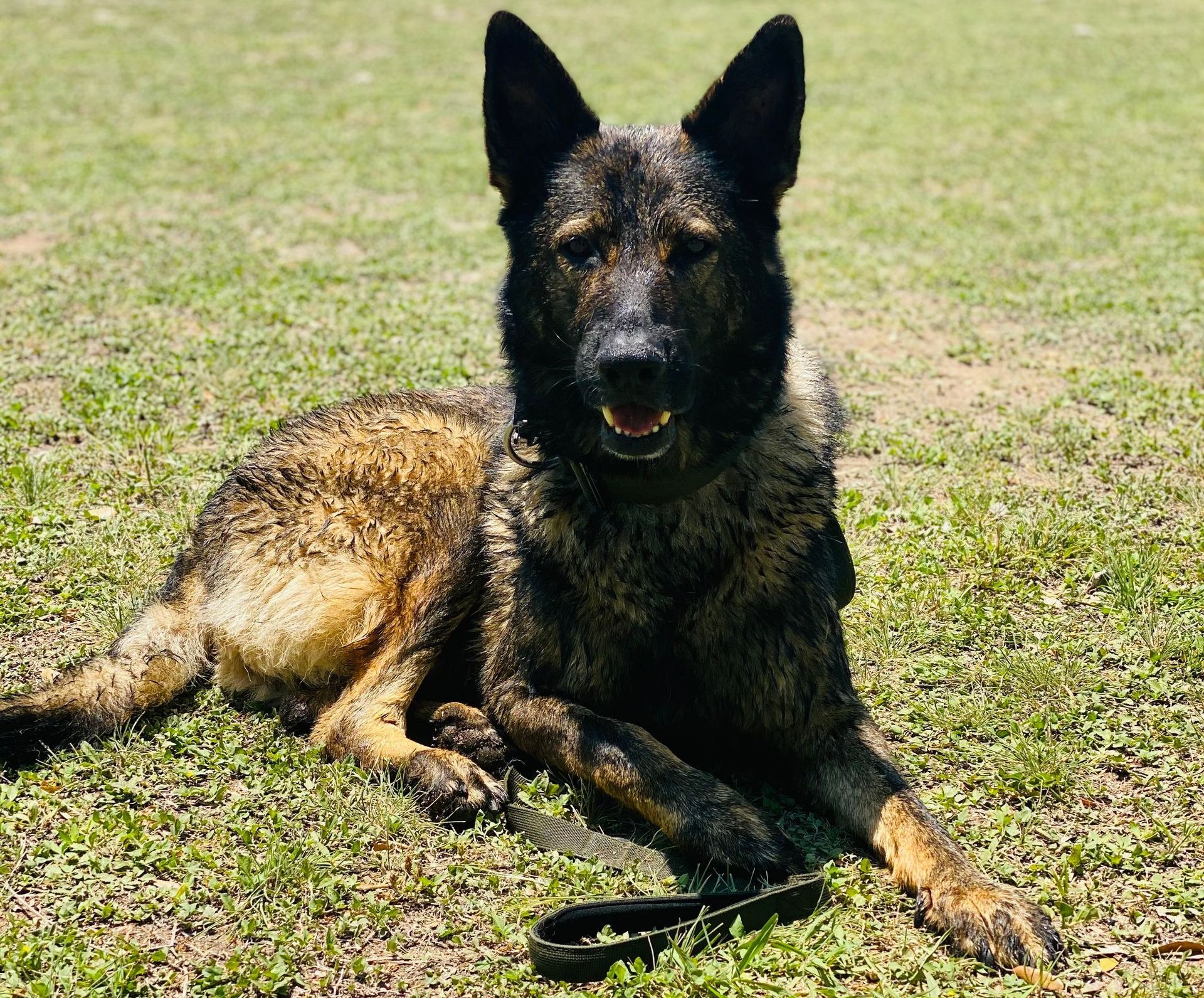 A german shepherd dog is laying in the grass and looking at the camera.