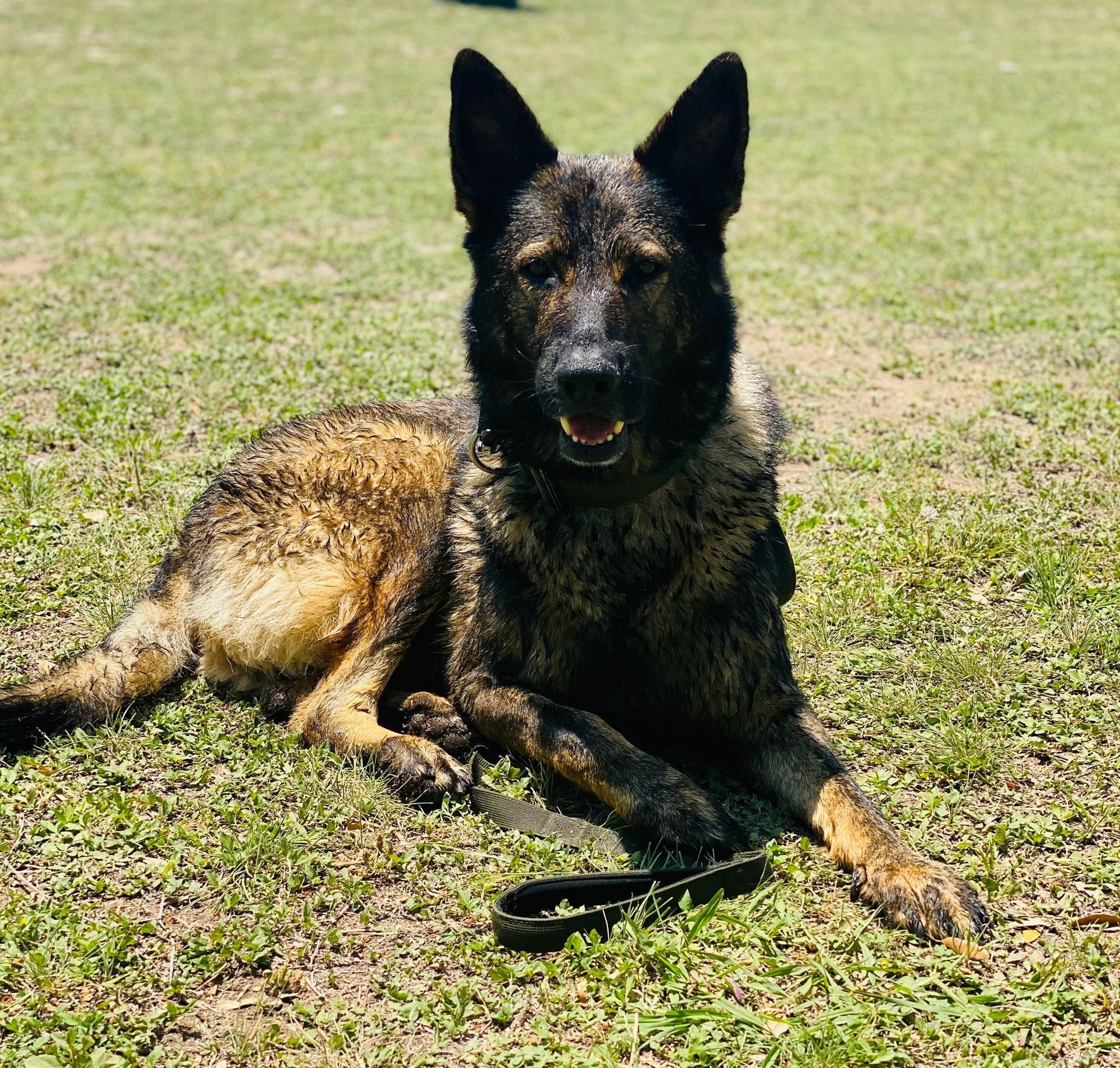 A german shepherd is laying in the grass on a leash