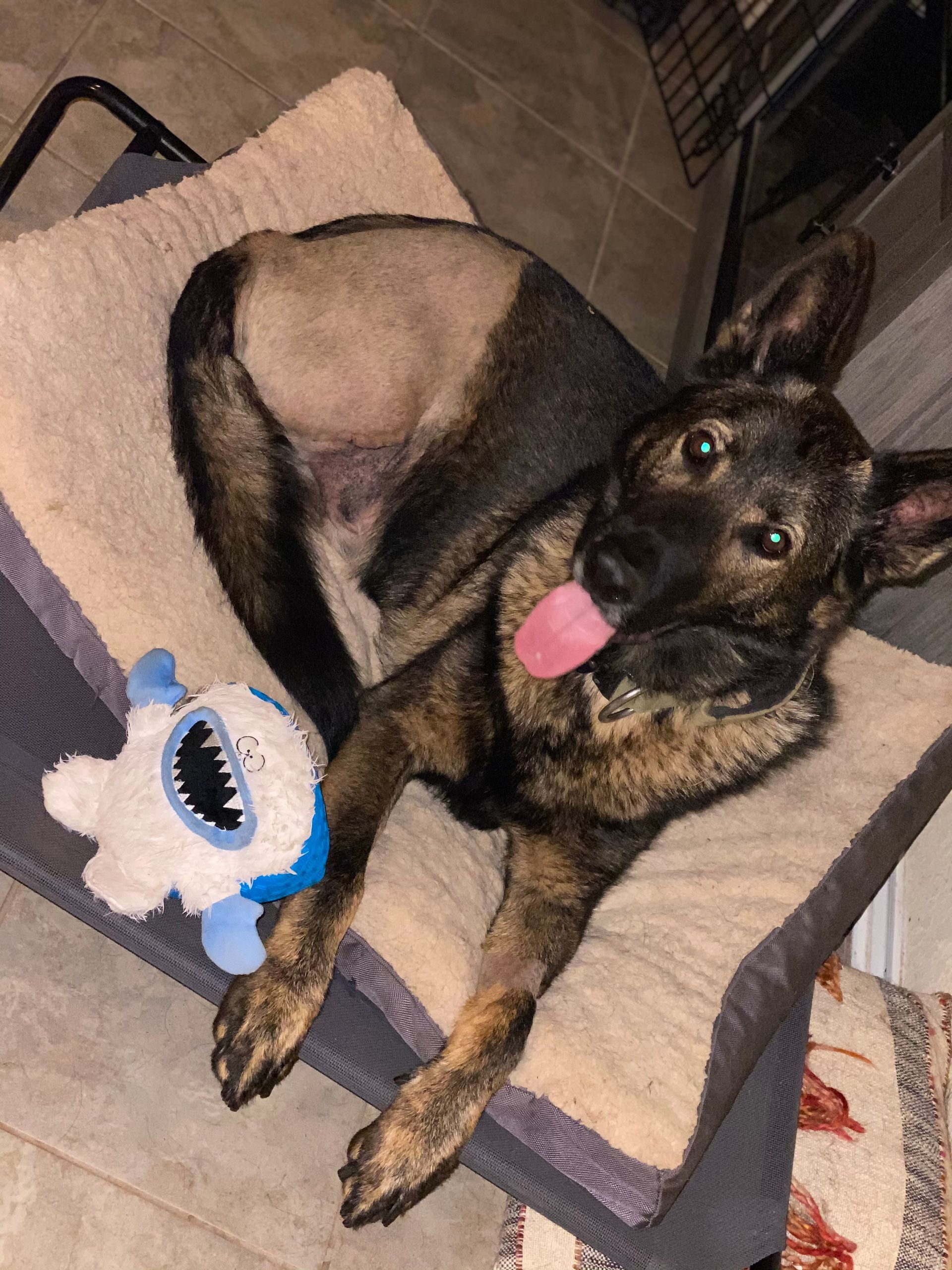 A german shepherd dog is laying on a bed next to a stuffed animal.