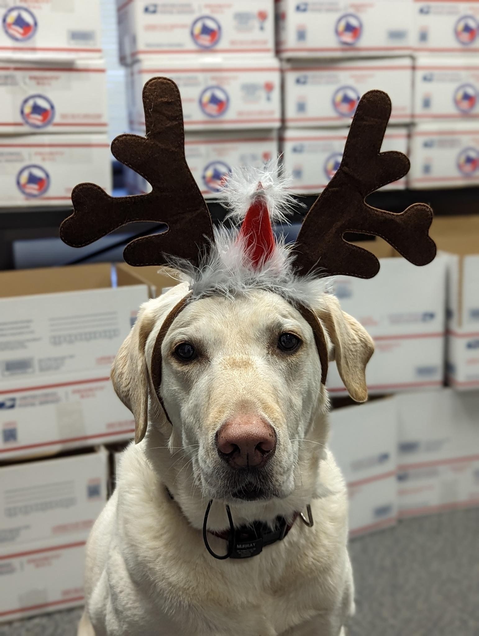 A dog wearing reindeer antlers and a santa hat