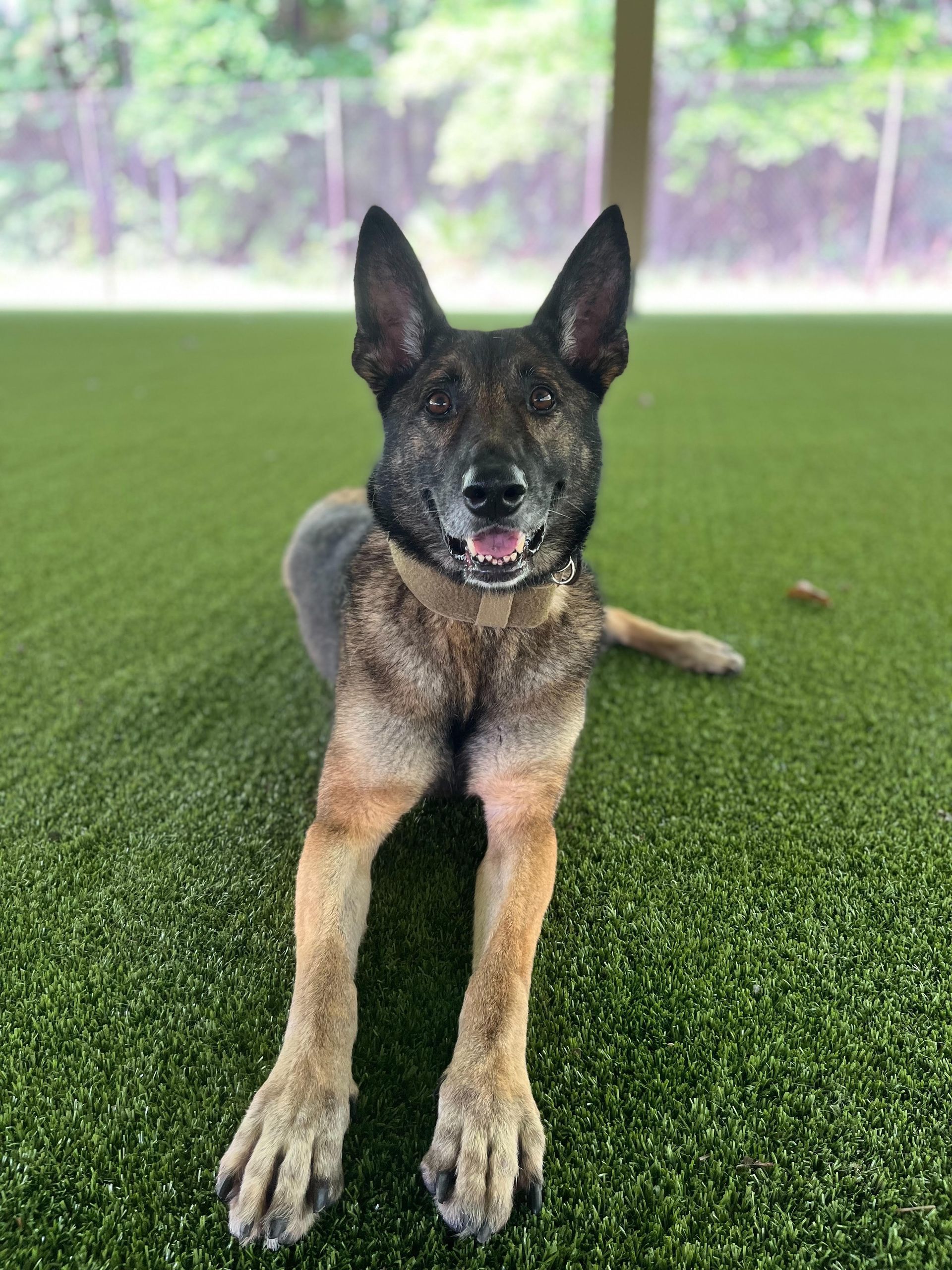 A german shepherd dog is laying on the grass and looking at the camera.