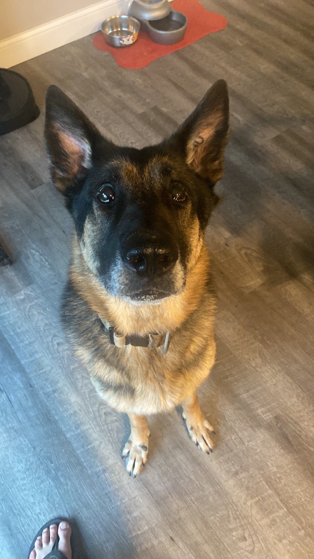 A german shepherd dog is sitting on the floor looking up at the camera.