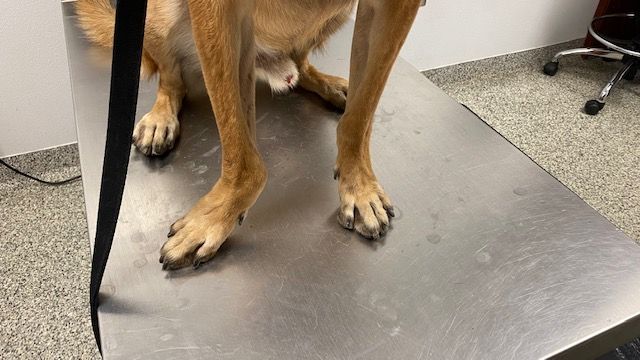 A dog is standing on a stainless steel table.
