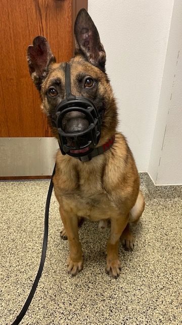 A brown dog wearing a muzzle and a leash is sitting on the floor.