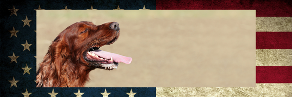 A dog with its tongue out is standing in front of an american flag.