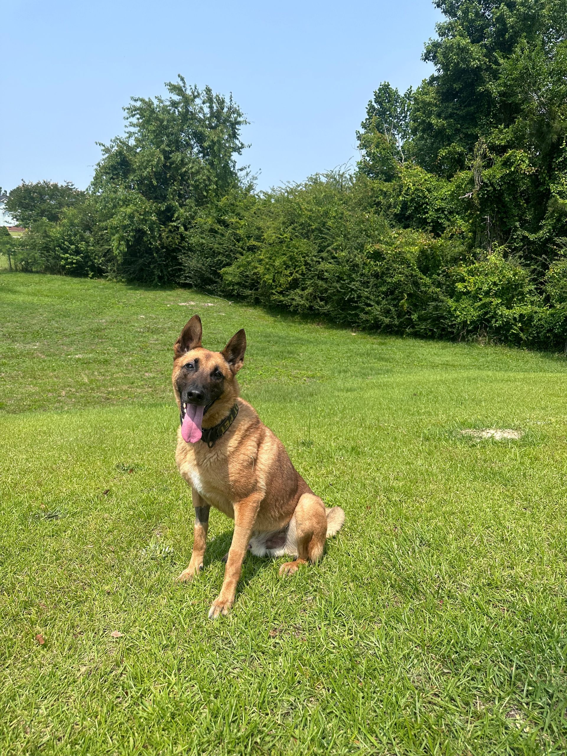 A brown dog is sitting on top of a lush green field.