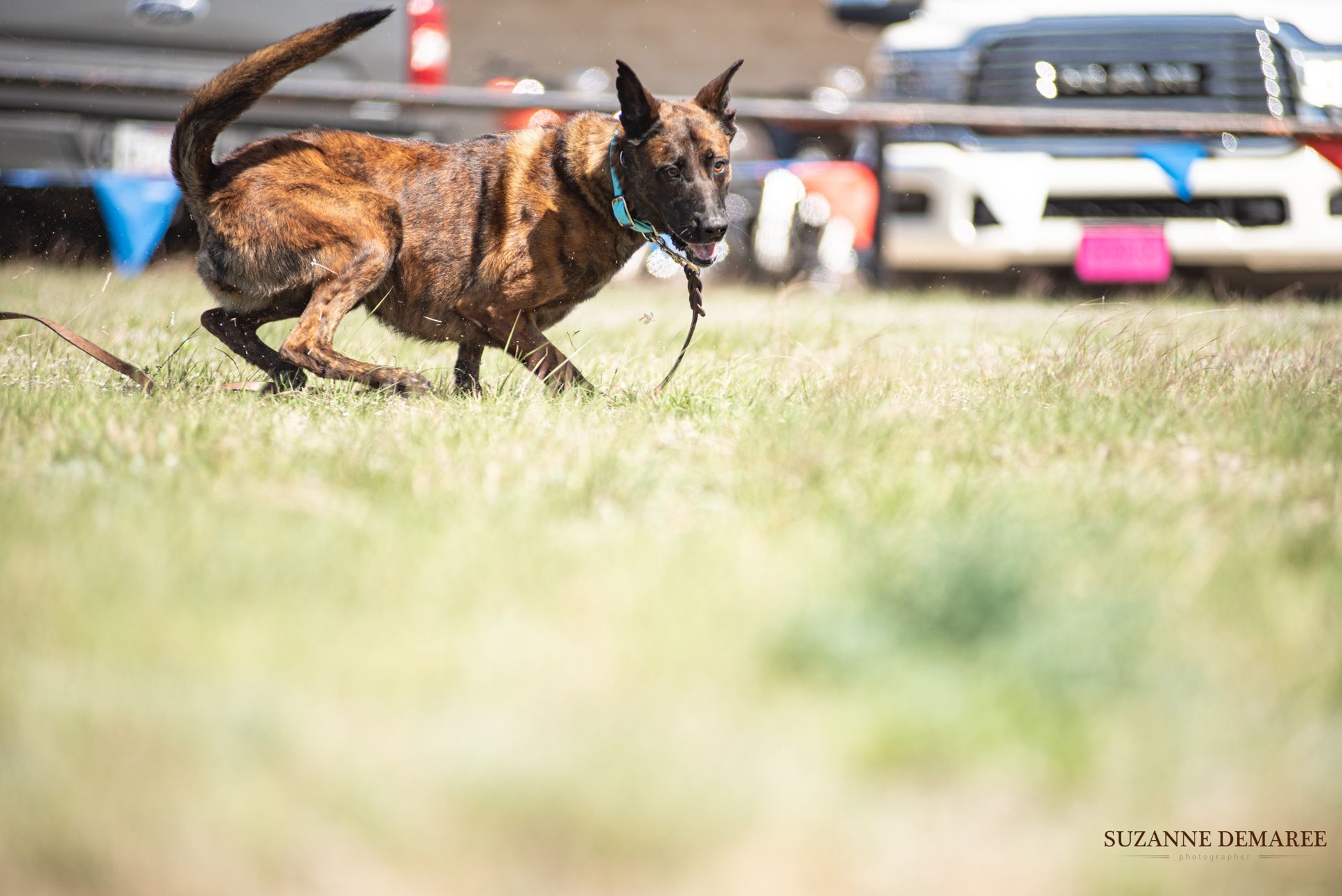 A brown dog is running on a leash in a field.