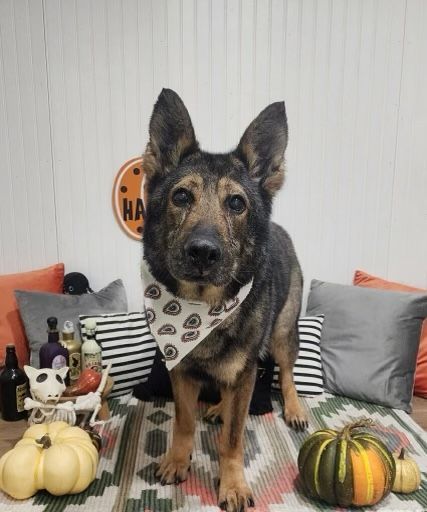 A german shepherd dog wearing a bandana is sitting on a couch with pumpkins.
