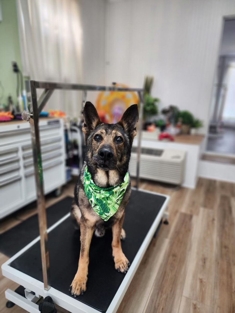 A dog wearing a bandana is sitting on a grooming table.
