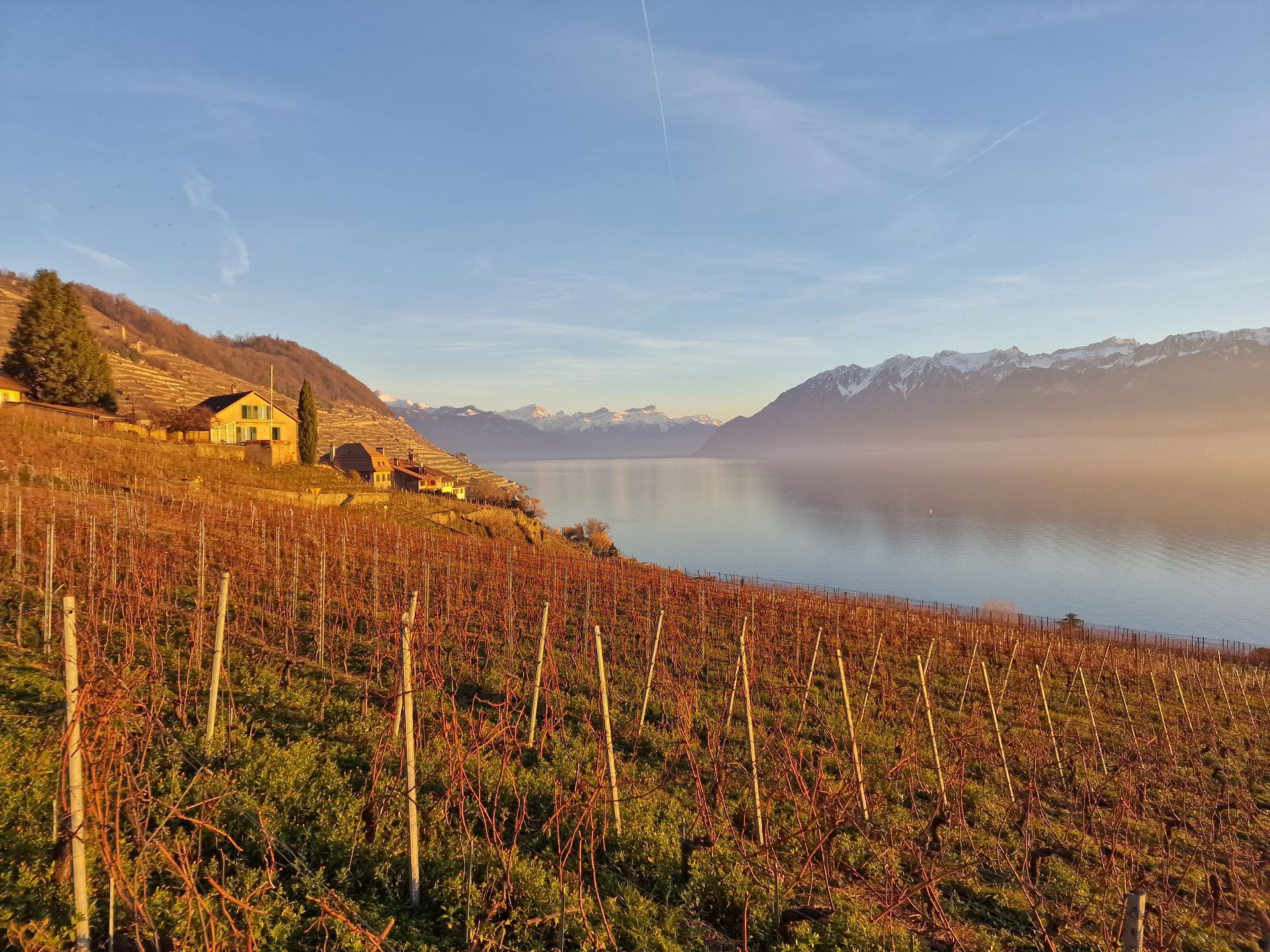 Un vignoble avec un lac en arrière-plan et des montagnes en arrière-plan.