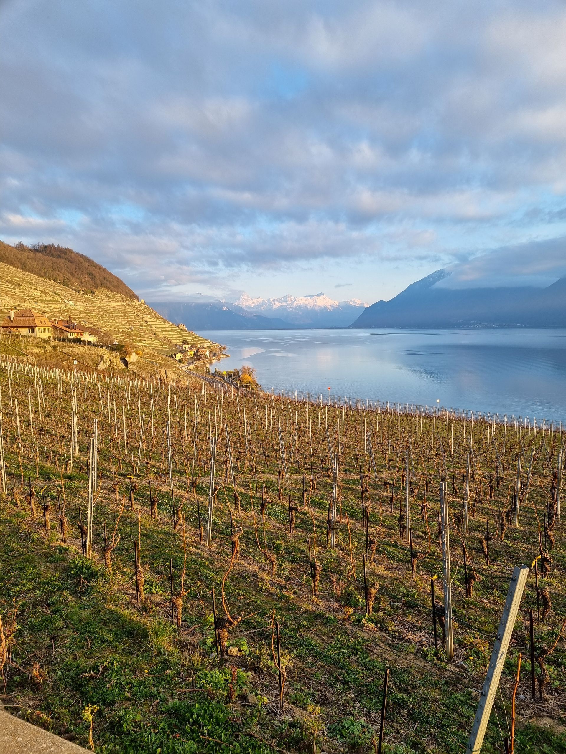 Un vignoble avec un lac en arrière-plan et des montagnes en arrière-plan.