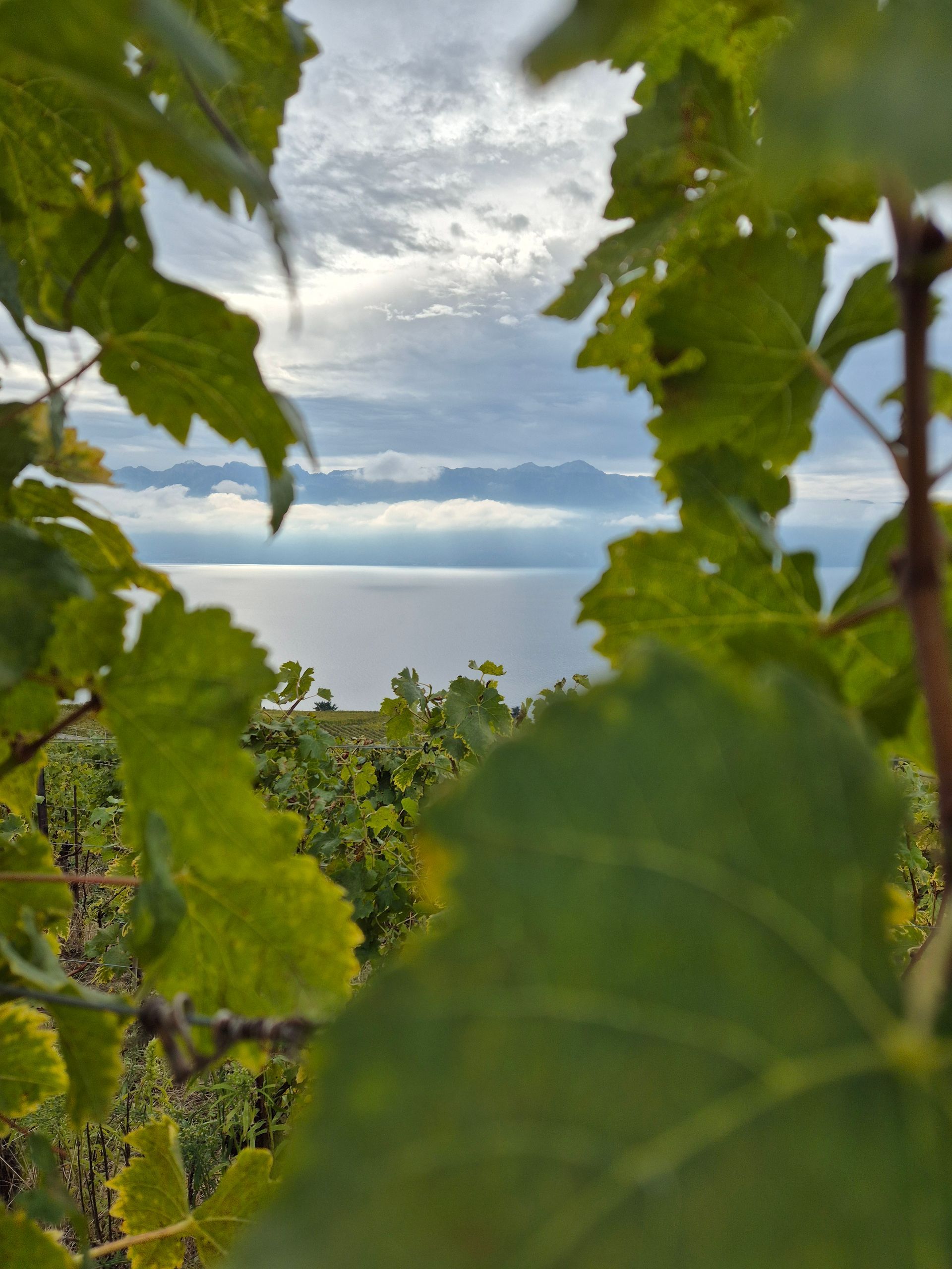 Une vue sur l'océan à travers les feuilles d'un vignoble.