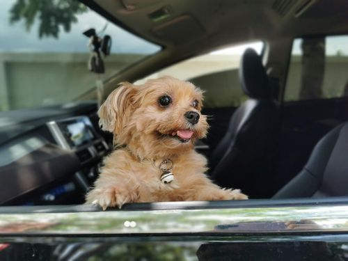 Small tan dog sitting in a car window, looking out with tongue out
