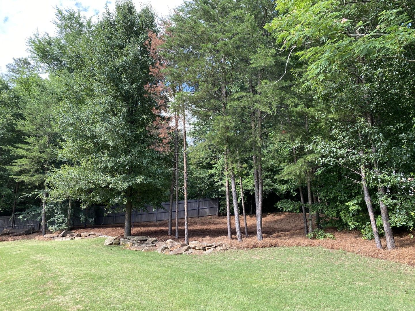 Green trees and lawn in a yard, with a fence visible in the background.