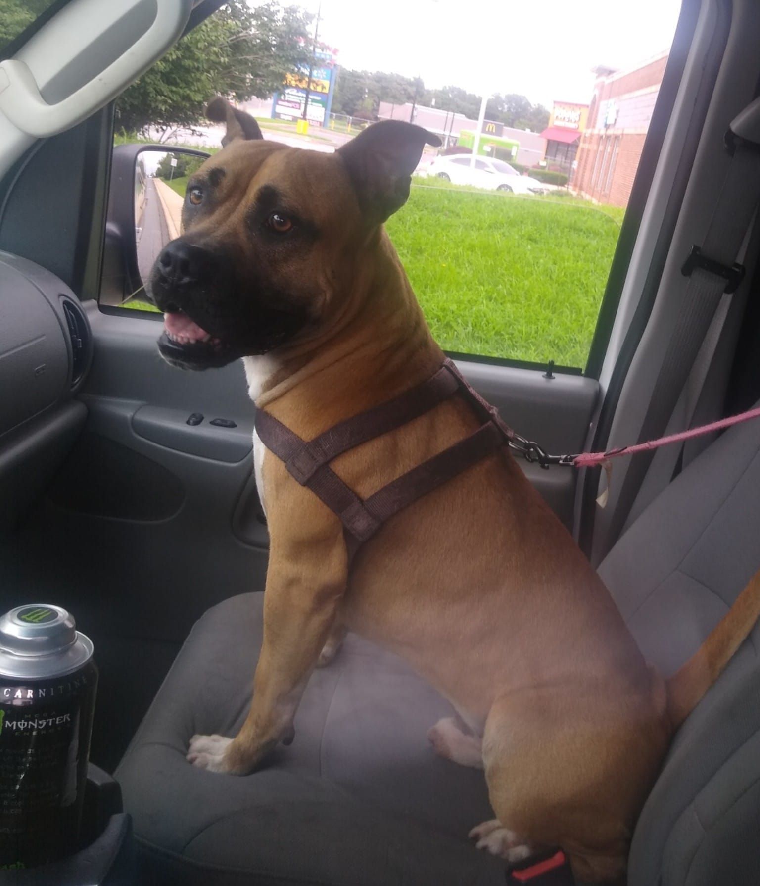 Brown dog with black muzzle sits in a car, wearing a harness, looking toward the window.