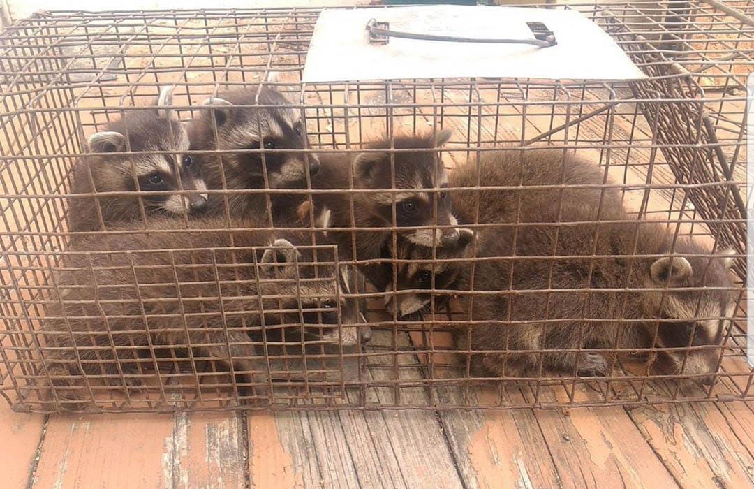 Five raccoons are huddled together inside a metal cage on a wooden surface.