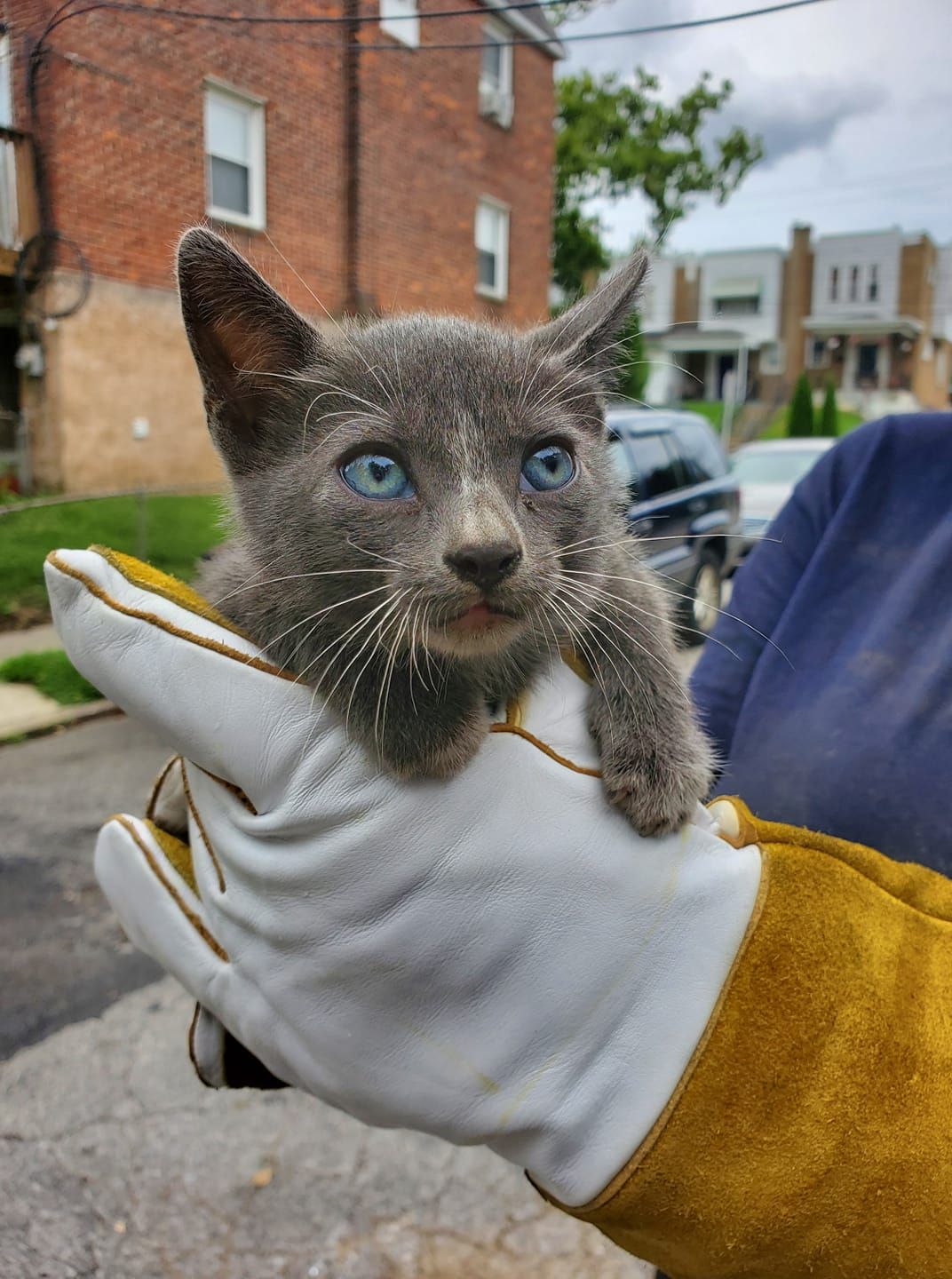 Gray kitten with blue eyes held in gloved hand, outdoors.