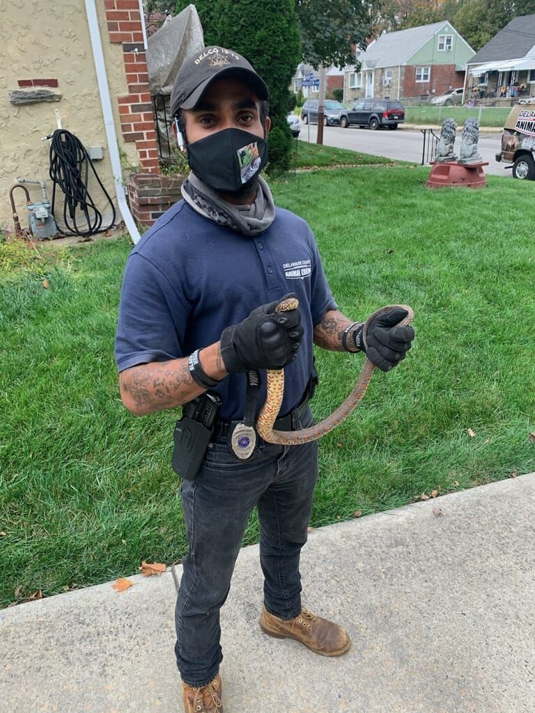 Person in uniform holding a snake outdoors. Wearing a mask, gloves, and hat. Houses and grass in the background.