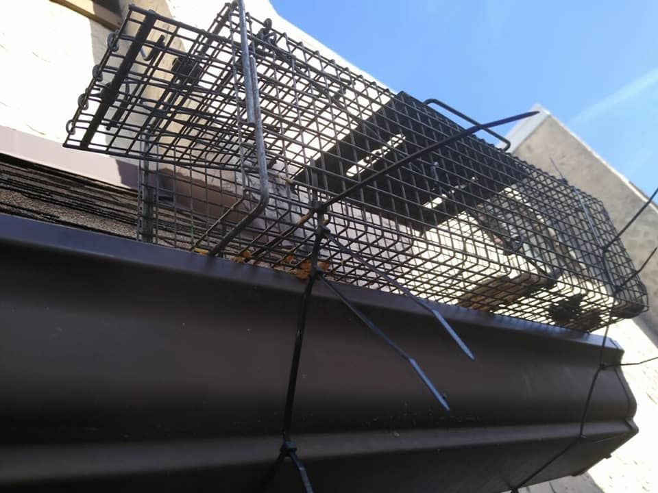 A black plastic cage trap secured to a brown gutter on a building's exterior.