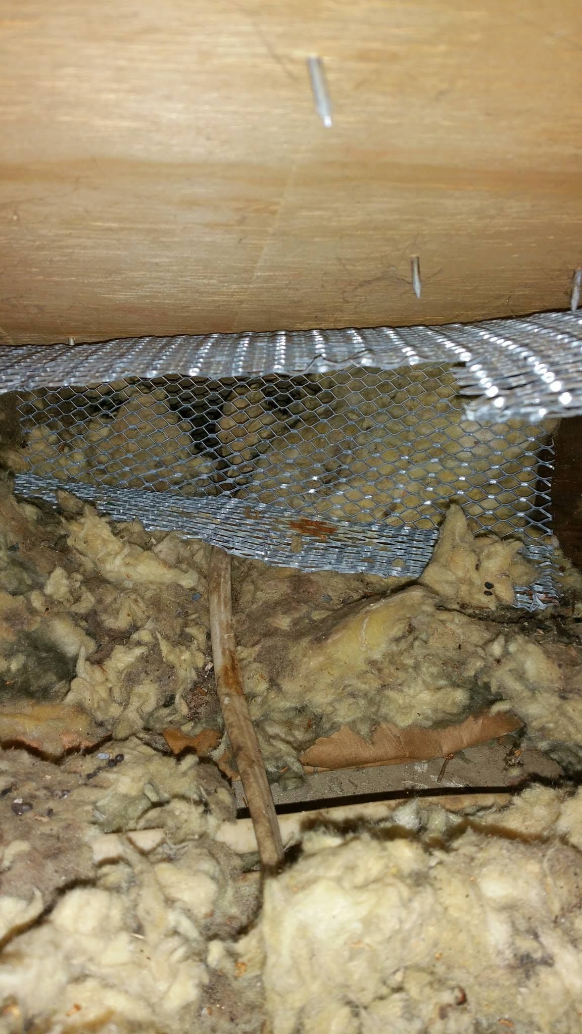 Close-up of a ceiling's insulation, with wire mesh, wooden beam, and what appears to be a rusty pipe.