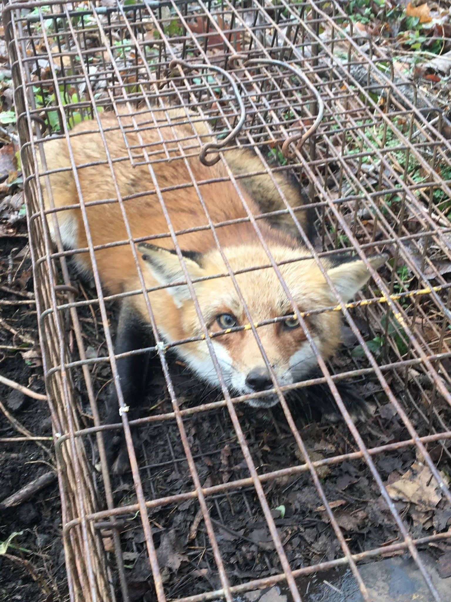 Fox trapped inside a rusty metal cage, looking distressed. Brown and black fur, outdoor setting.